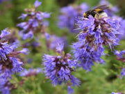 Hyssop